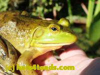 /home//u458753944/public_html/sourcegallery///Frogs/More bullfrogs/P8200311.JPG